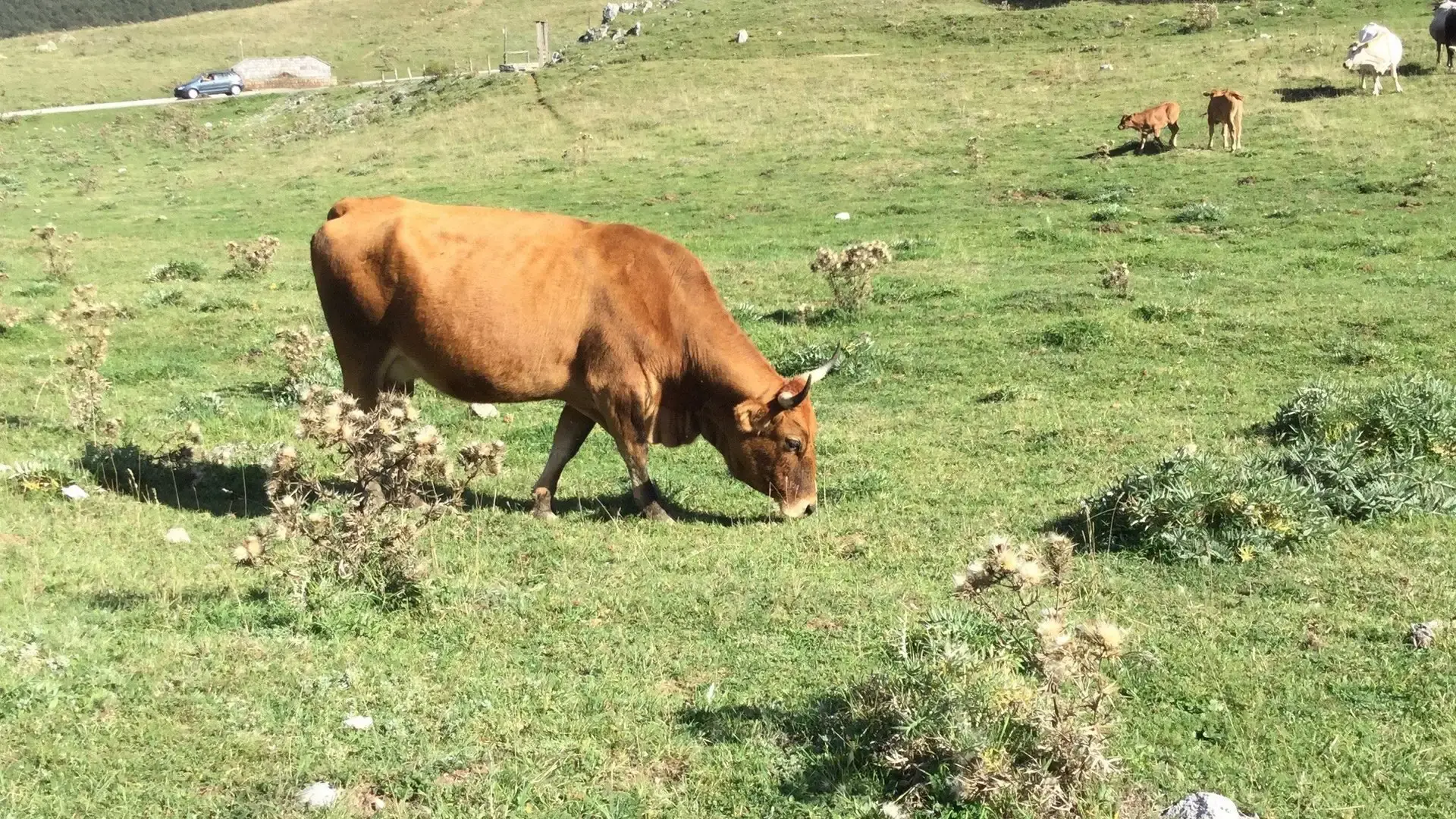 Escursione sul Pollino