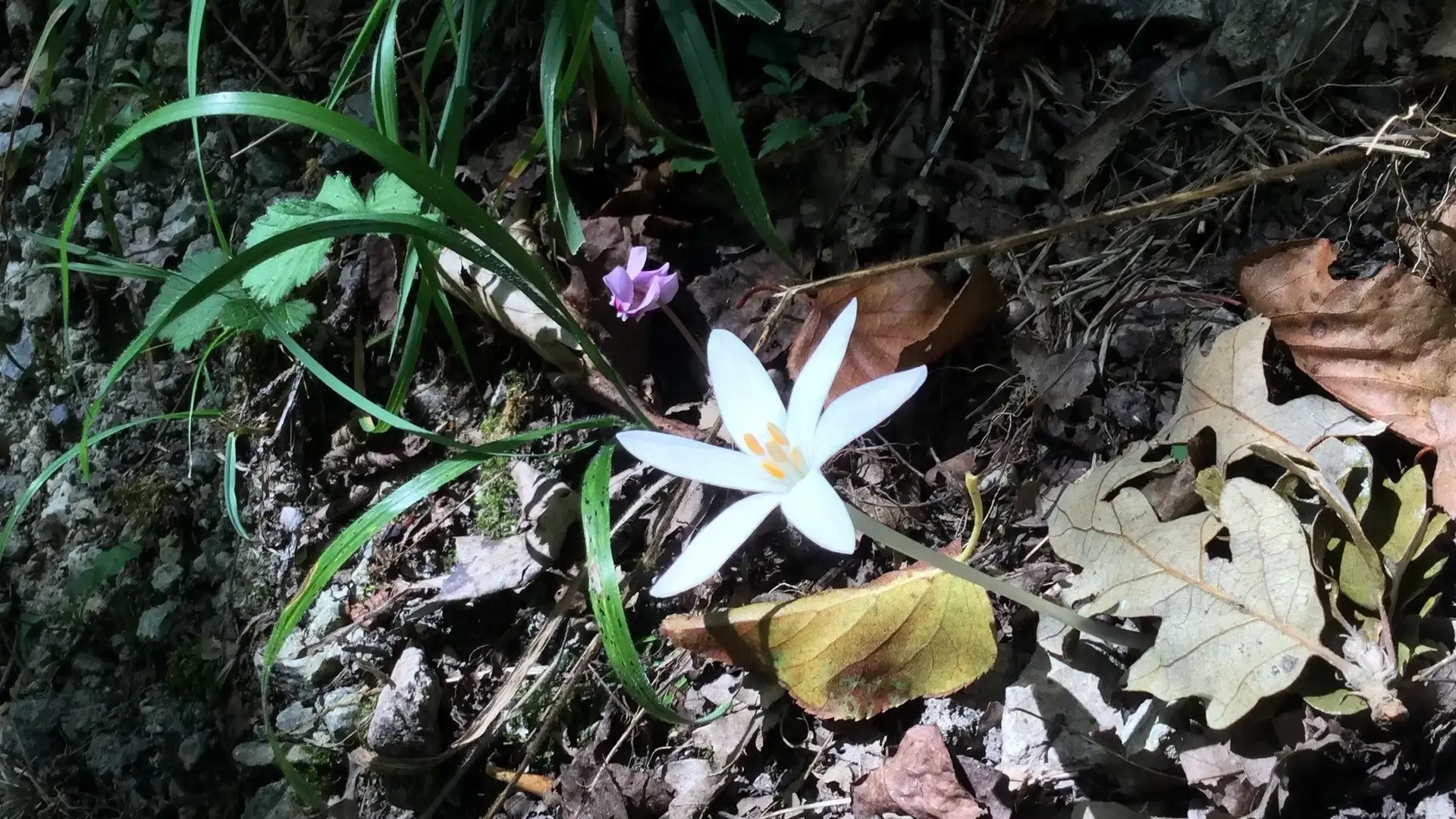 Escursione sul Pollino